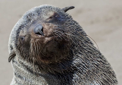 Picture of AFRICA, NAMIBIA, CAPE CROSS CAPE FUR SEAL