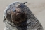 Picture of AFRICA, NAMIBIA, CAPE CROSS CAPE FUR SEAL
