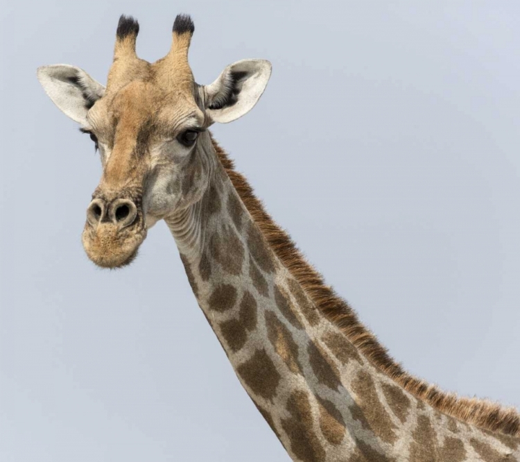 Picture of NAMIBIA, KLEIN NAMUTONI WATERHOLE GIRAFFE