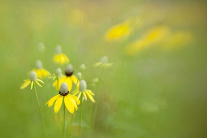 Picture of INDIANAPOLIS WILD GREY-HEADED CONEFLOWERS