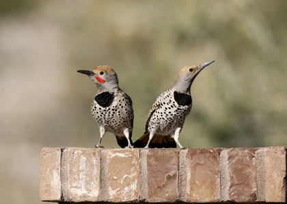 Picture of AZ, BUCKEYE GILDED FLICKERS ON BRICK WALL