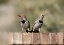Picture of AZ, BUCKEYE GILDED FLICKERS ON BRICK WALL