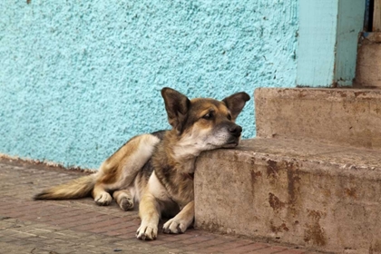 Picture of CHILE, VALPARAISO GERMAN SHEPHERD RESTING