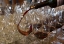 Picture of CHILE, COLCHAGUA POURING WINE FOR TASTING