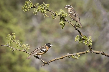 Picture of AZ, SANTA RITA MTS BLACK-HEADED GROSBEAKS