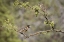 Picture of AZ, SANTA RITA MTS BLACK-HEADED GROSBEAKS