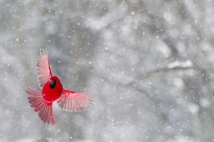 Picture of INDIANA, INDIANAPOLIS CARDINAL  IN FLIGHT
