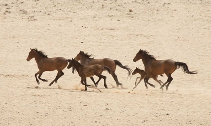 Picture of NAMIBIA, AUS GROUP OF RUNNING WILD HORSES