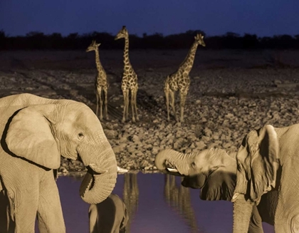 Picture of NAMIBIA, ETOSHA NP ELEPHANTS AND GIRAFFES