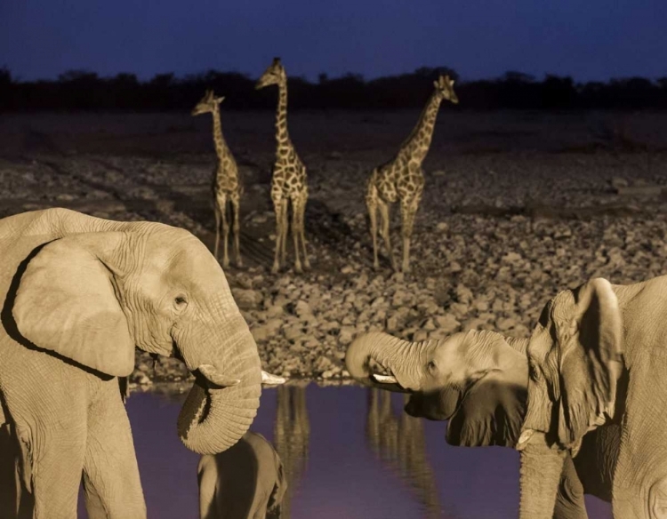 Picture of NAMIBIA, ETOSHA NP ELEPHANTS AND GIRAFFES