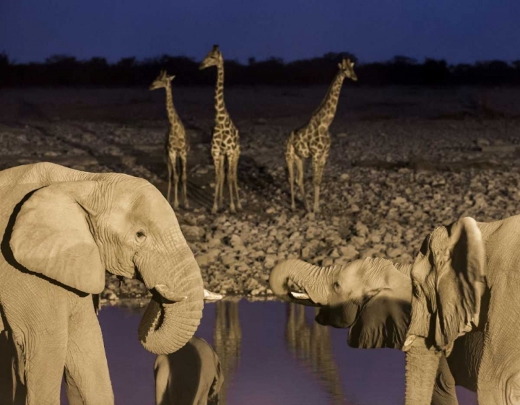 Picture of NAMIBIA, ETOSHA NP ELEPHANTS AND GIRAFFES