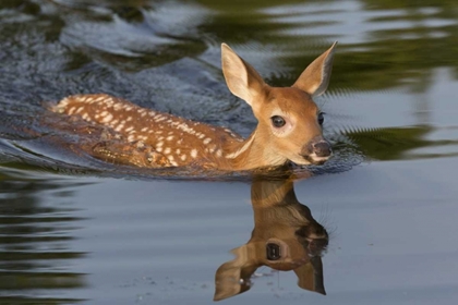 Picture of MINNESOTA WHITE-TAILED DEER FAWN SWIMMING