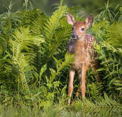 Picture of MINNESOTA WHITE-TAILED DEER FAWN IN FERNS