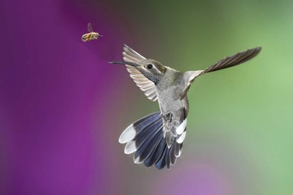 Picture of AZ, MADERA CANYON MAGNIFICENT HUMMINGBIRD