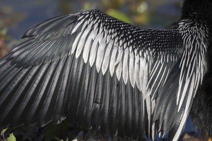 Picture of FL, EVERGLADES NP DETAILS OF ANHINGA WING