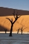 Picture of NAMIBIA, SOSSUSVLEI SUNRISE ON DEAD TREES
