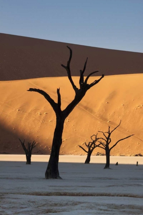 Picture of NAMIBIA, SOSSUSVLEI SUNRISE ON DEAD TREES
