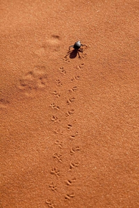 Picture of NAMIBIA, SOSSUSVLEI A BEETLE MAKES TRACKS