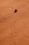 Picture of NAMIBIA, SOSSUSVLEI A BEETLE MAKES TRACKS