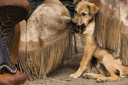 Picture of OR, SENECA A PUPPY CHEWING COWBOYS CHAPS