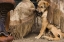 Picture of OR, SENECA A PUPPY CHEWING COWBOYS CHAPS
