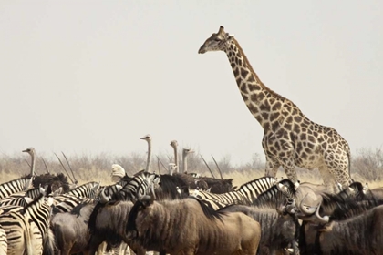 Picture of NAMIBIA, ETOSHA NP ANIMALS AT A WATERHOLE