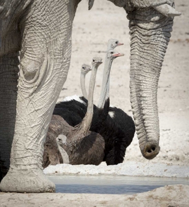 Picture of NAMIBIA, ETOSHA NP OSTRICHES AND ELEPHANT