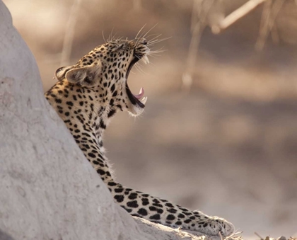 Picture of AFRICA, BOTSWANA, CHOBE NP YAWNING LEOPARD