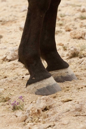 Picture of NAMIBIA, AUS CLOSE-UP OF WILD HORSE HOOVES