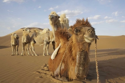 Picture of CHINA, BADAIN JARAN DESERT CARAVAN CAMELS
