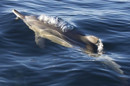 Picture of SOUTH CAPE TOWN A BOTTLENOSE DOLPHIN