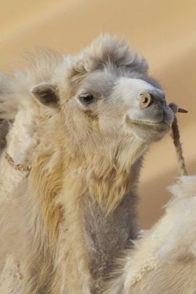 Picture of CHINA, BADANJILIN DESERT CAMEL IN A CONVOY