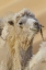 Picture of CHINA, BADANJILIN DESERT CAMEL IN A CONVOY