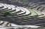 Picture of CHINA, YUANYANG LONE TREE ON RICE TERRACES