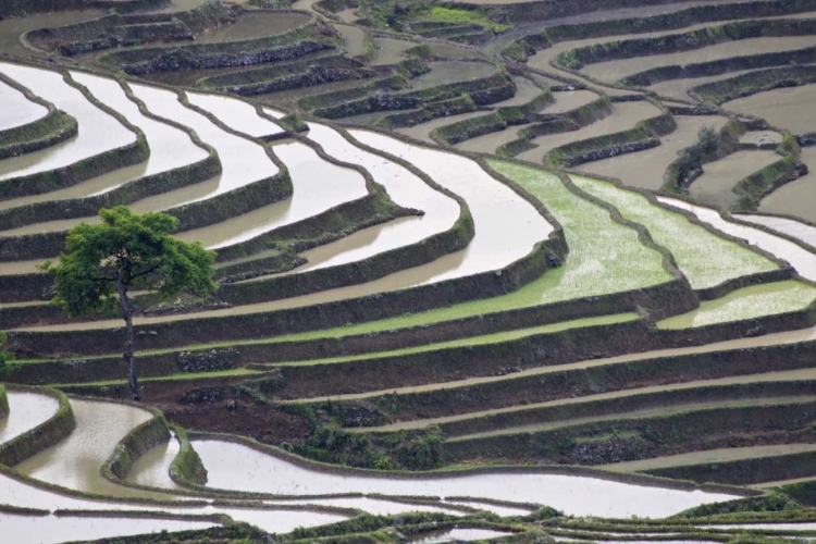 Picture of CHINA, YUANYANG LONE TREE ON RICE TERRACES