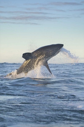 Picture of SOUTH CAPE TOWN A GREAT WHITE SHARK HUNTING