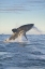 Picture of SOUTH CAPE TOWN A GREAT WHITE SHARK HUNTING