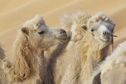 Picture of CHINA, BADAIN JARAN DESERT CAMELS IN A CONVOY