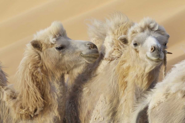 Picture of CHINA, BADAIN JARAN DESERT CAMELS IN A CONVOY
