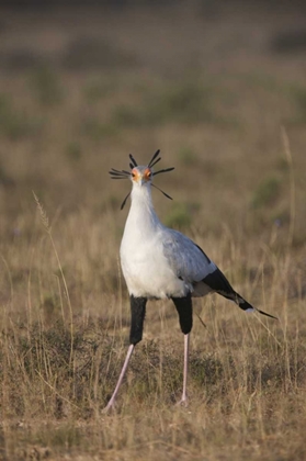 Picture of SOUTH PORT ELIZABETH A SECRETARY BIRD PORTRAIT