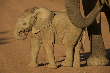 Picture of SOUTH AFRICA BABY ELEPHANT PLAYS WITH A BRANCH