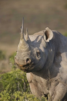 Picture of SOUTH AFRICA, PORT ELIZABETH, BLACK RHINO GRAZING