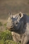 Picture of SOUTH AFRICA, PORT ELIZABETH, BLACK RHINO GRAZING