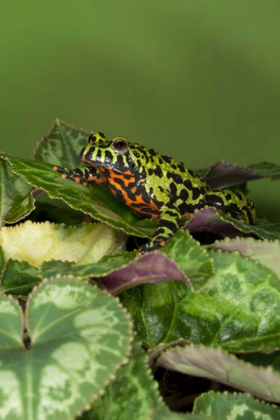 Picture of CHINA CLOSE-UP OF FIRE-BELLIED TOAD