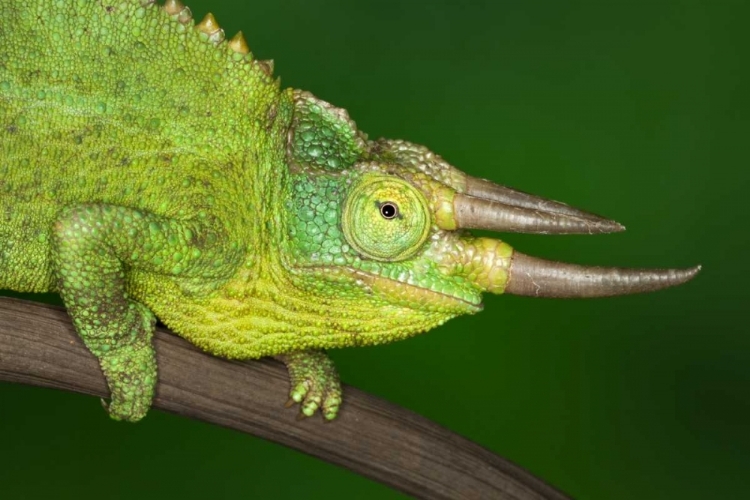 Picture of KENYA CLOSE-UP OF JACKSONS CHAMELEON ON LIMB