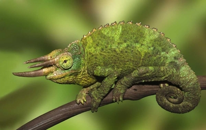 Picture of KENYA CLOSE-UP OF JACKSONS CHAMELEON ON LIMB