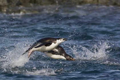 Picture of ANTARCTICA, ADELIE PENGUINS PORPOISING