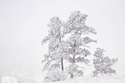 Picture of CO, UTE PASS HOARFROST COATS VEGETATION