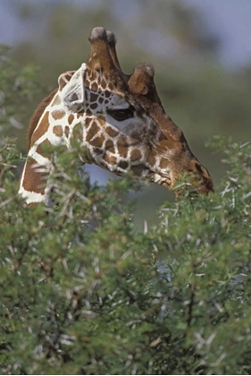 Picture of KENYA, SAMBURU NP A RETICULATED GIRAFFE