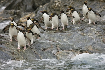 Picture of ANTARCTICA, ROYAL BAY MACARONI PENGUINS